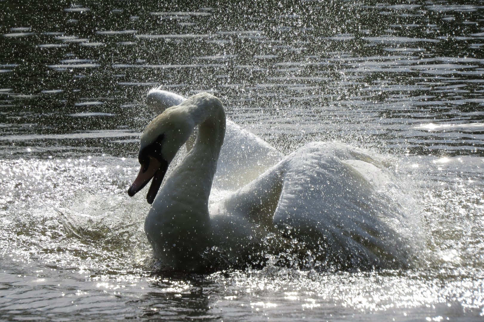 Schwan im Frühling