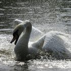 Schwan im Frühling