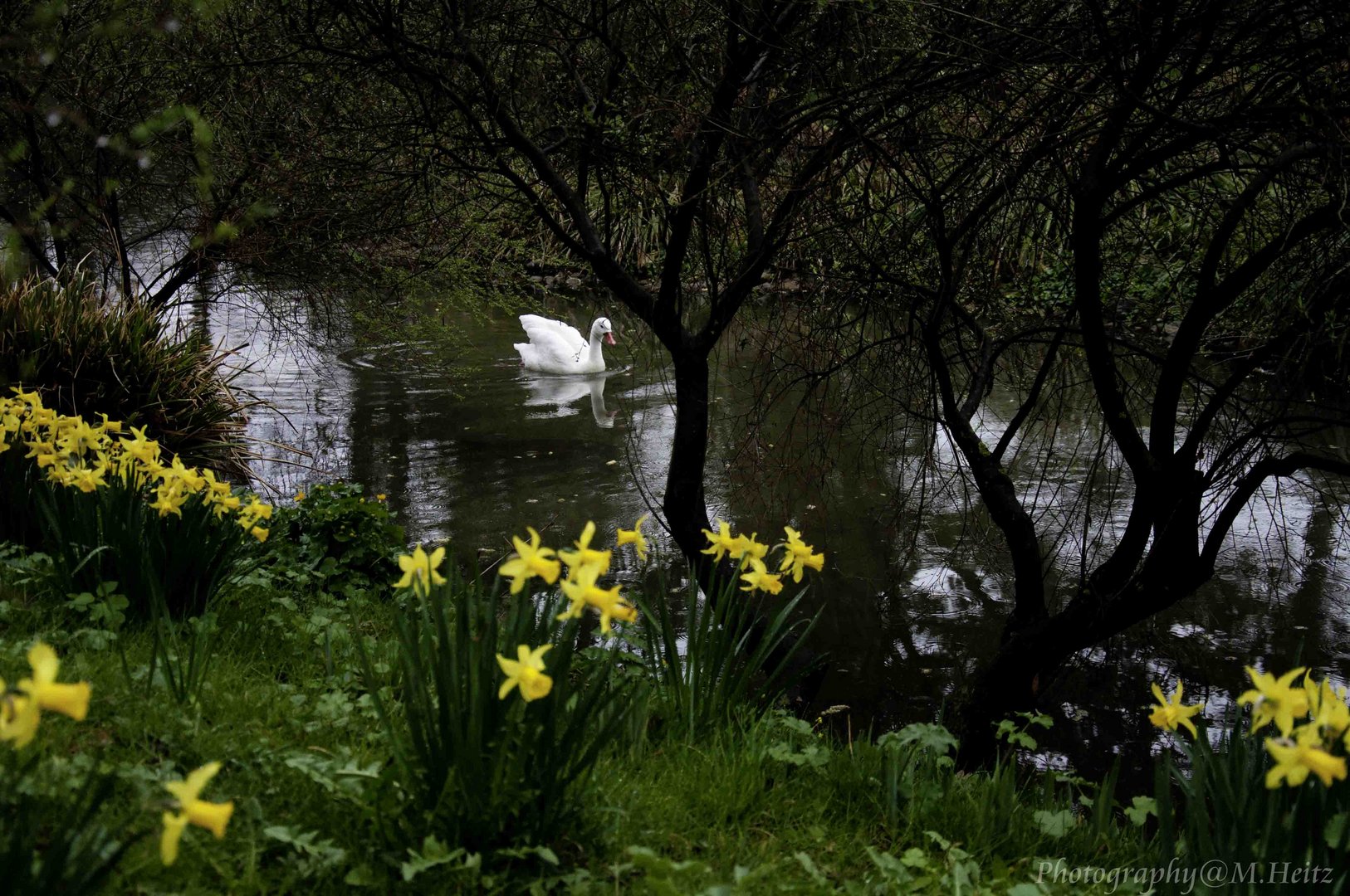 Schwan im Frühling