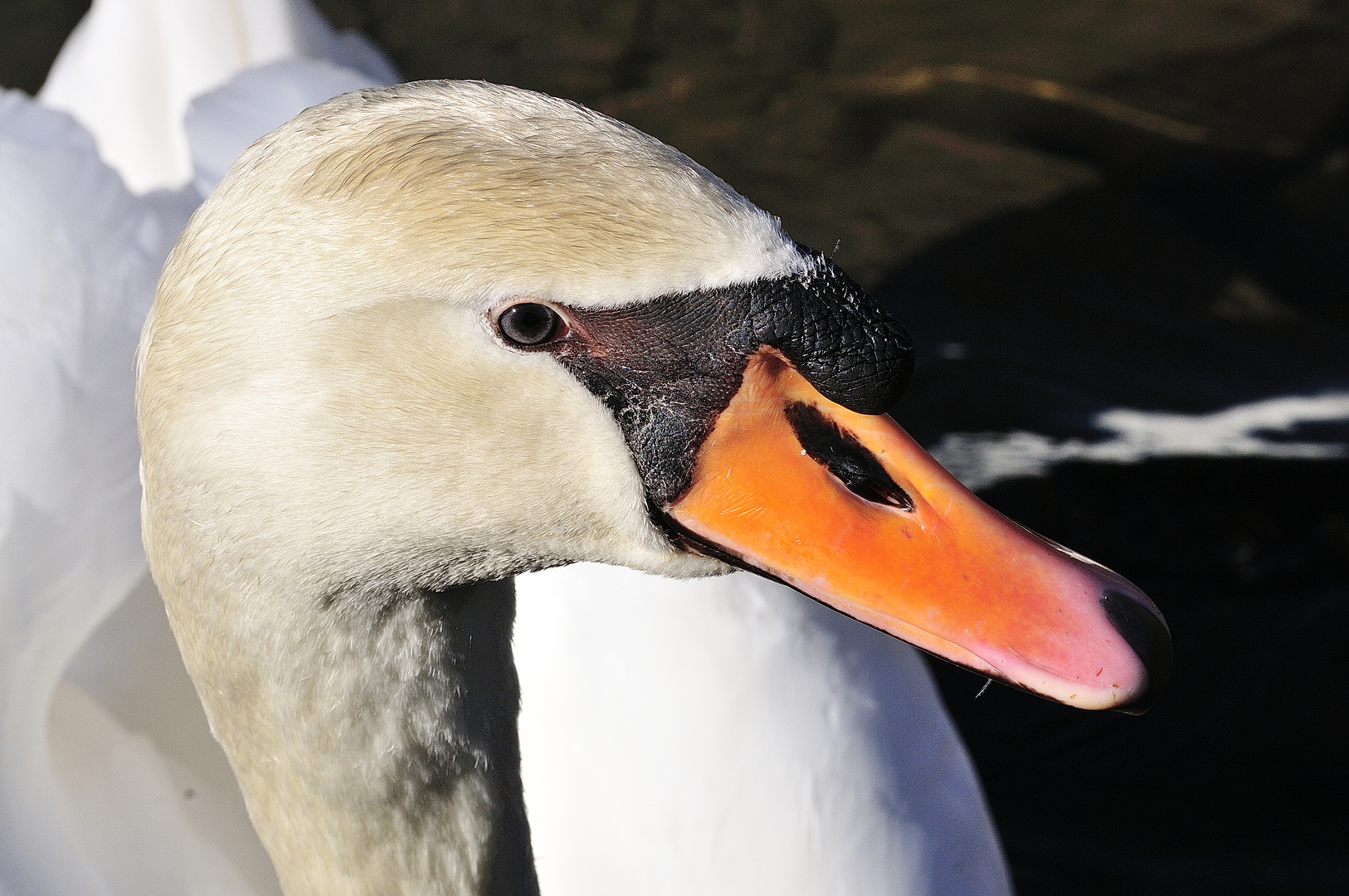 Schwan im Frühling