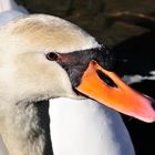 Schwan im Frühling