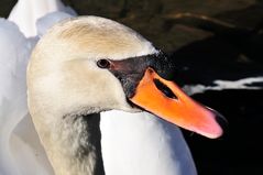 Schwan im Frühling