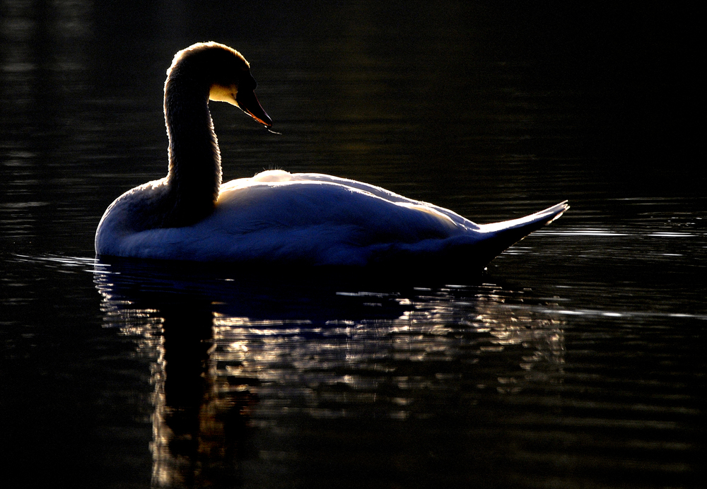 Schwan im Gegelicht