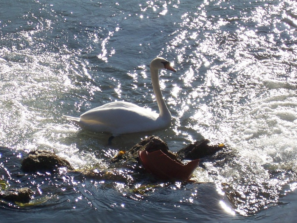 Schwan im Gegenlicht