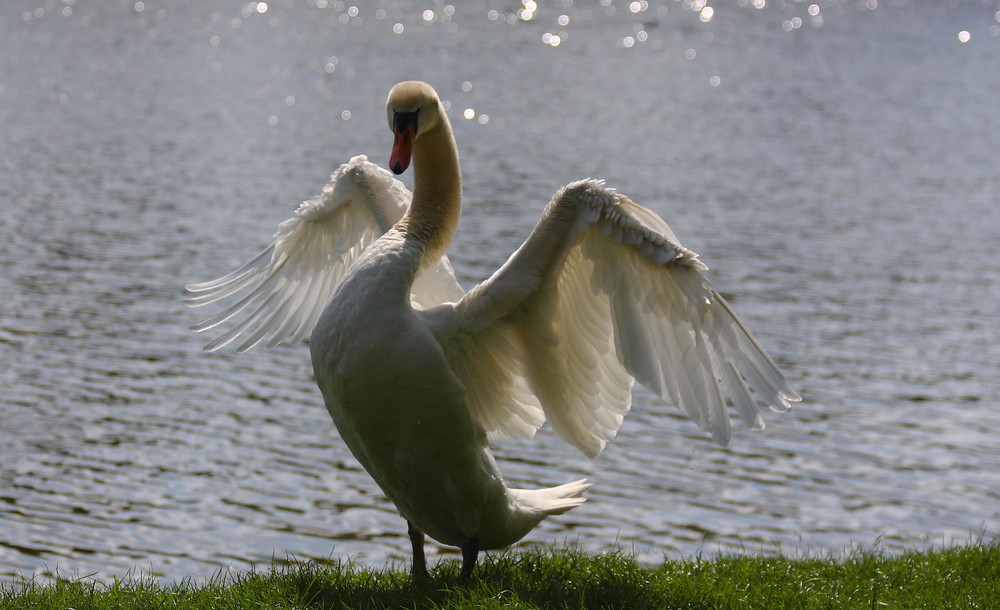 Schwan im Gegenlicht