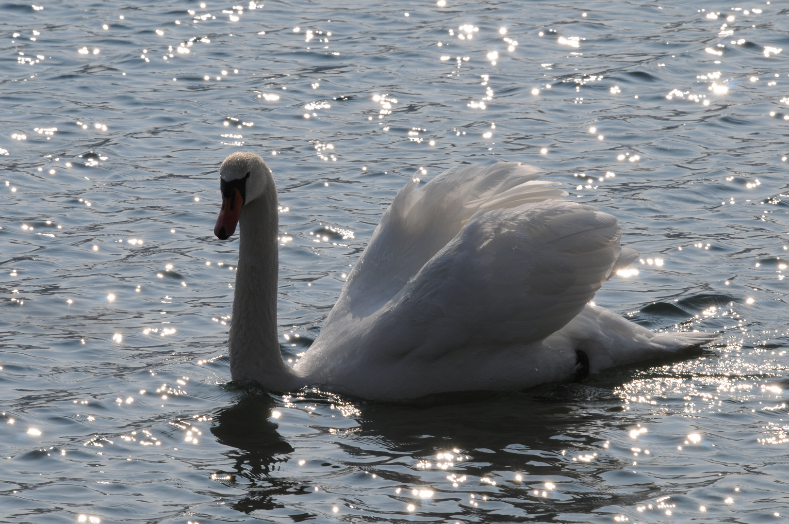 Schwan im Gegenlicht