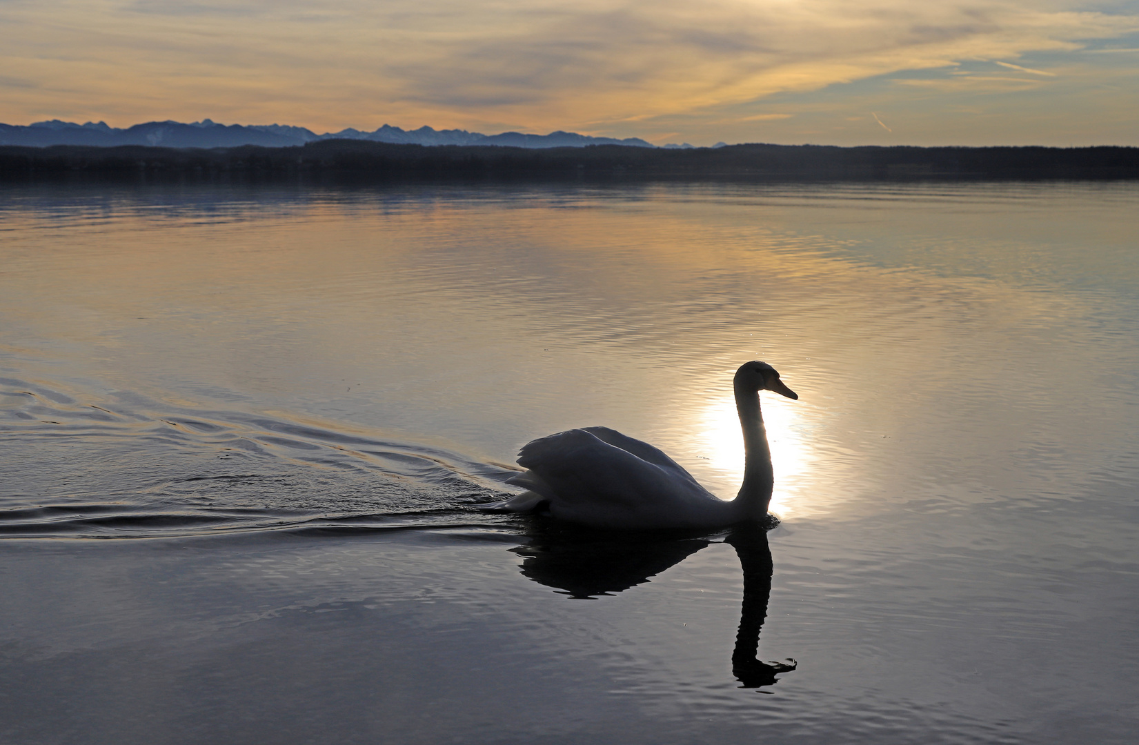 Schwan im Gegenlicht