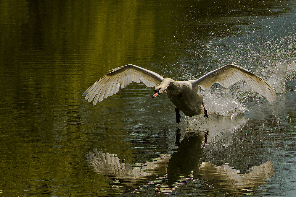 Schwan im Gegenlicht