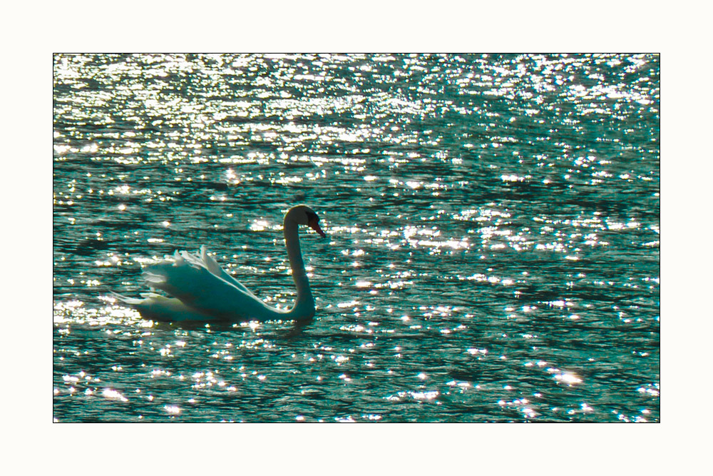 Schwan im Gegenlicht