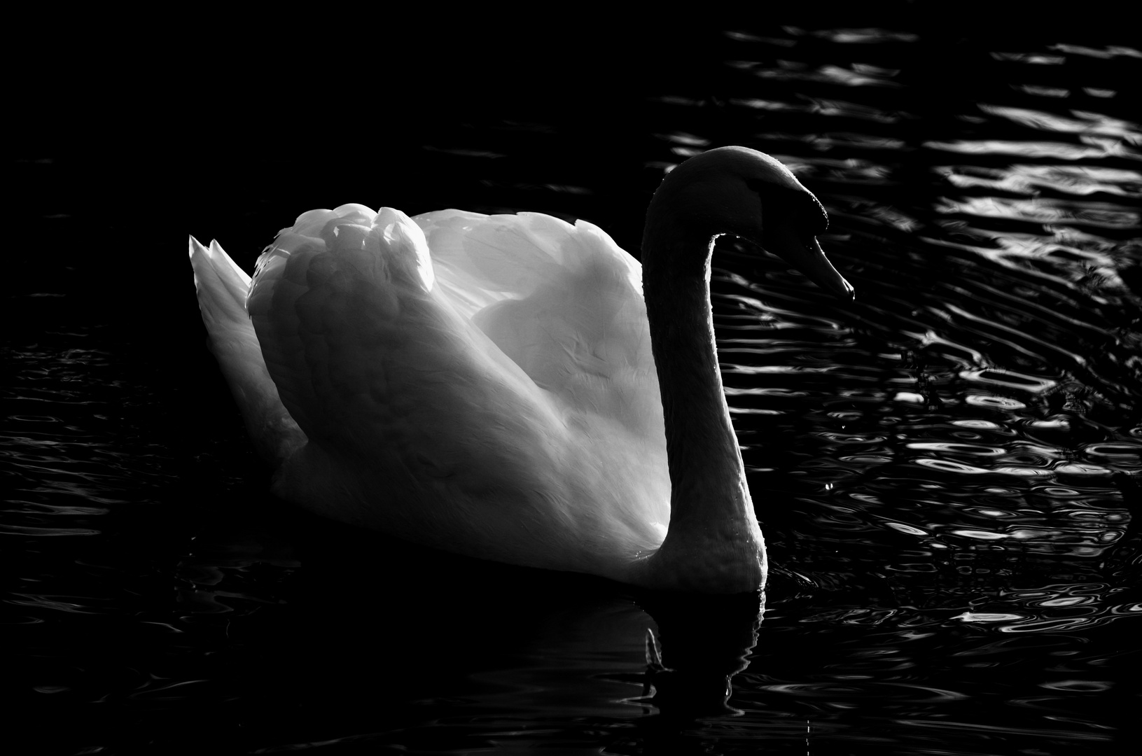 Schwan im Gegenlicht