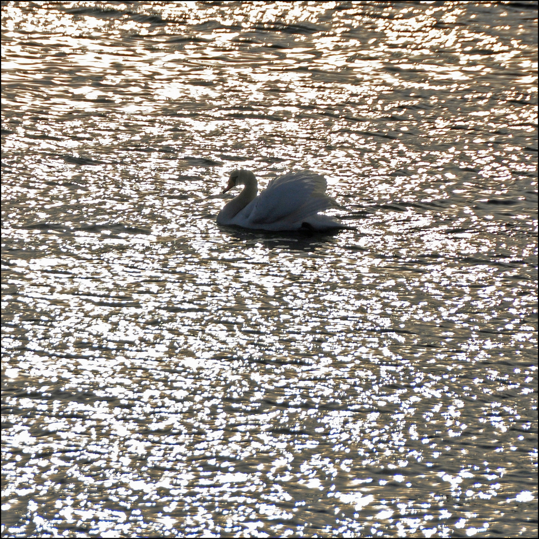 Schwan im Gegenlicht