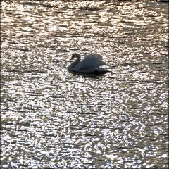 Schwan im Gegenlicht