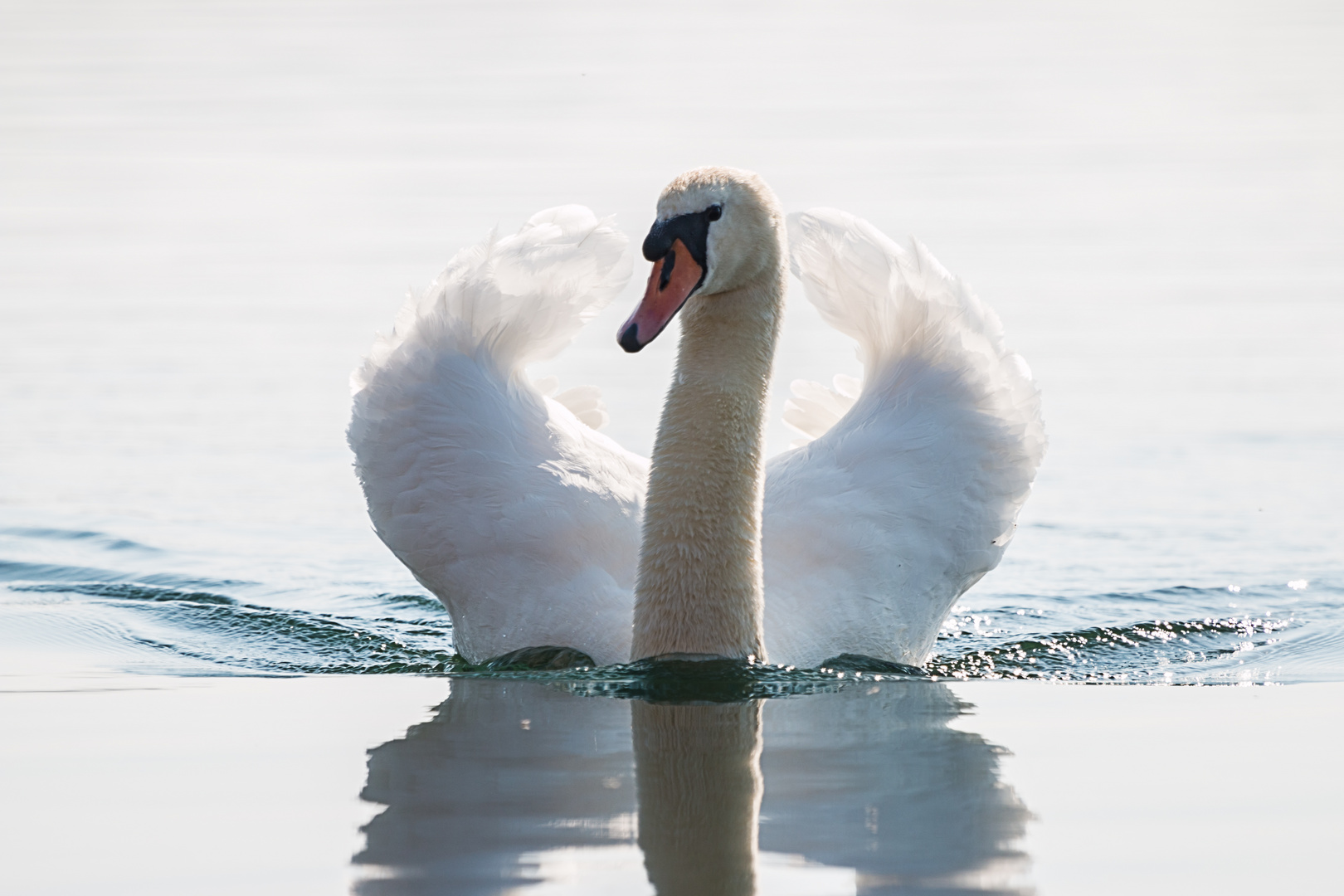 Schwan im Gegenlicht