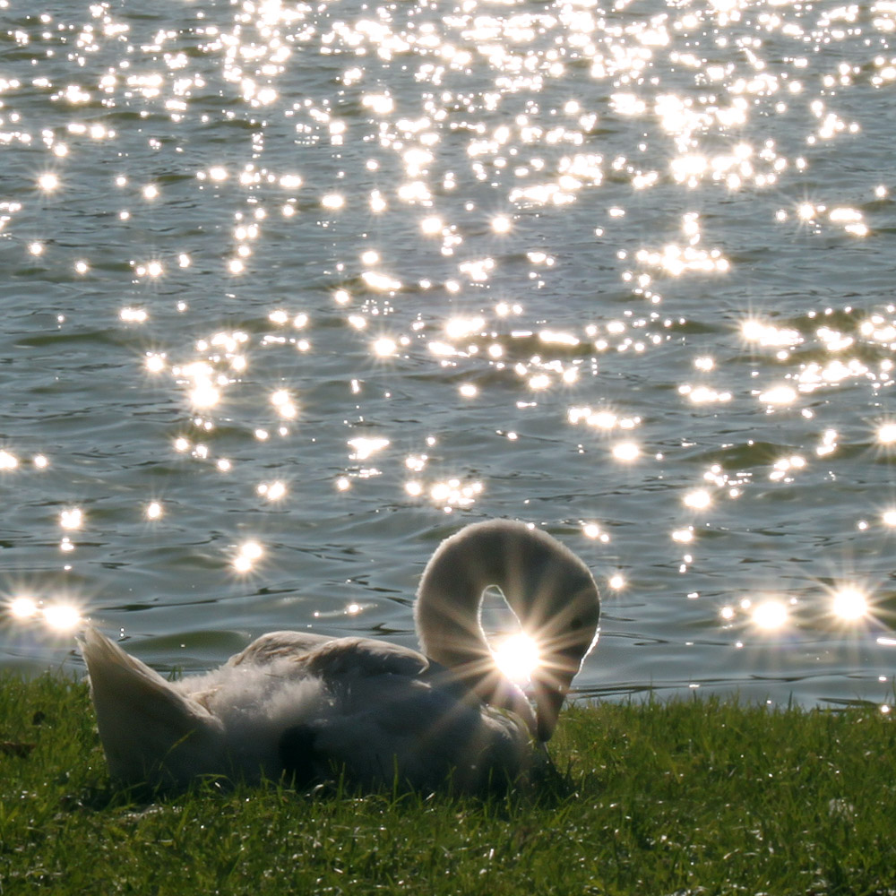 Schwan im Gegenlicht