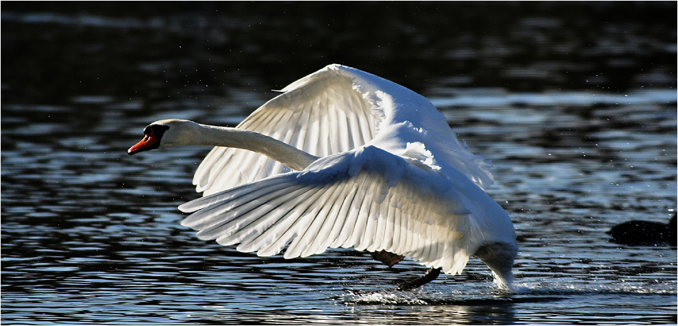 Schwan im Gegenlicht