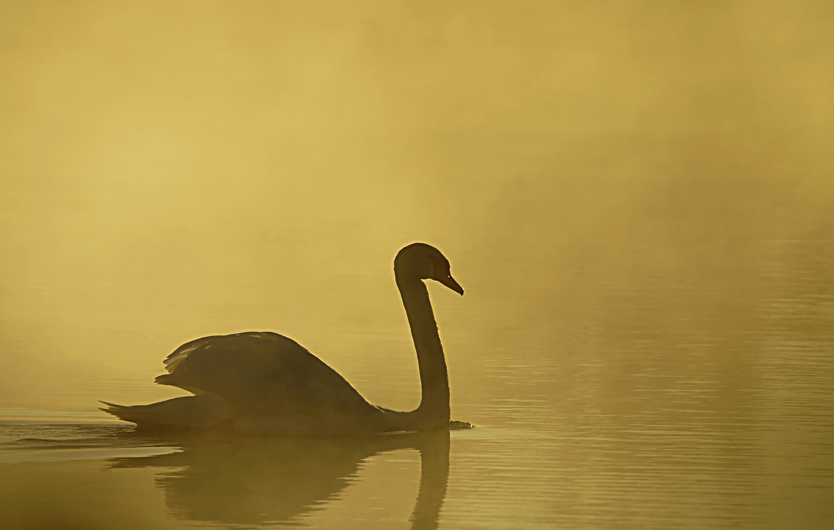 Schwan im Gegenlicht