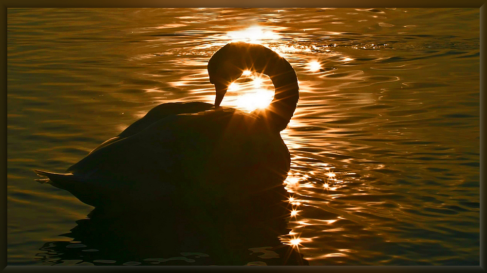 Schwan im Gegenlicht der untergehende Sonne