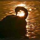 Schwan im Gegenlicht der untergehende Sonne