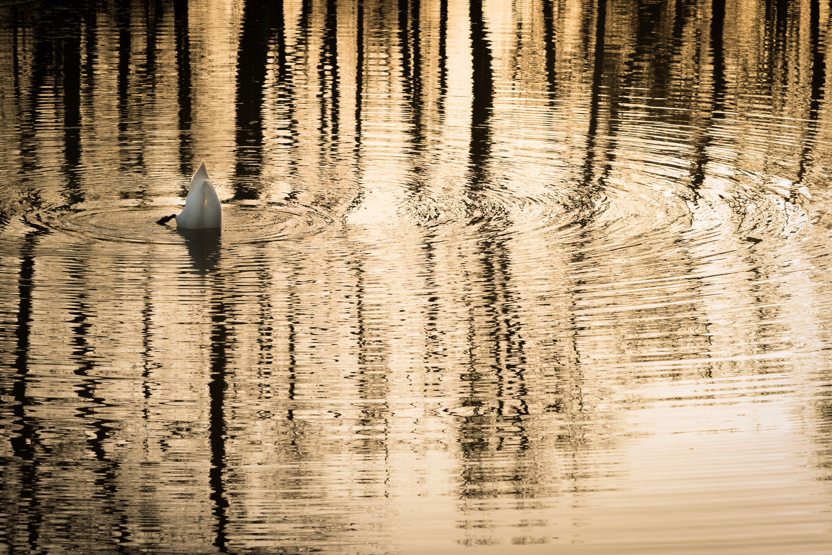 Schwan im Gegenlicht