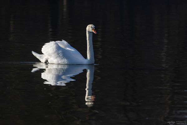 Schwan im Gegenlicht