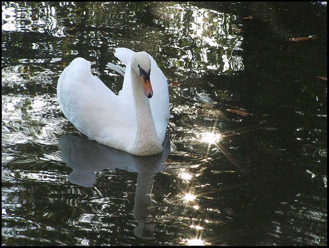 Schwan im Gegenlicht