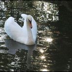 Schwan im Gegenlicht