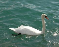 Schwan im Genfersee