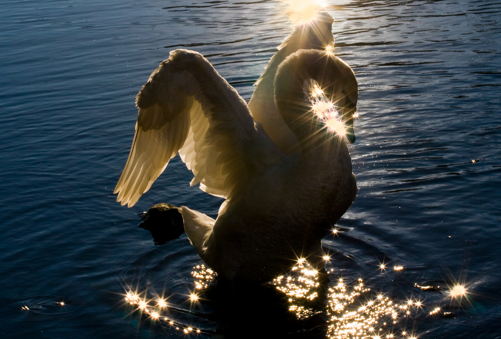 Schwan im Glitzersonnenlicht.......