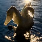 Schwan im Glitzersonnenlicht.......