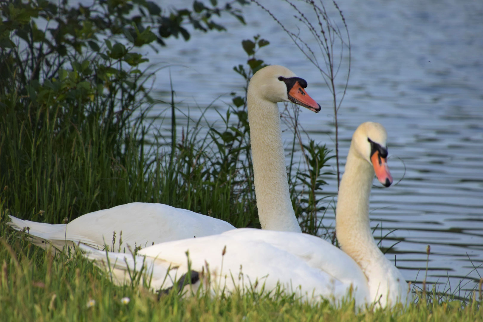 Schwan im Glück .......