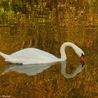 Schwan im "golden" schimmernden See