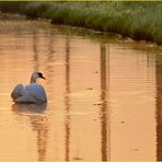 Schwan im goldenen Fluß