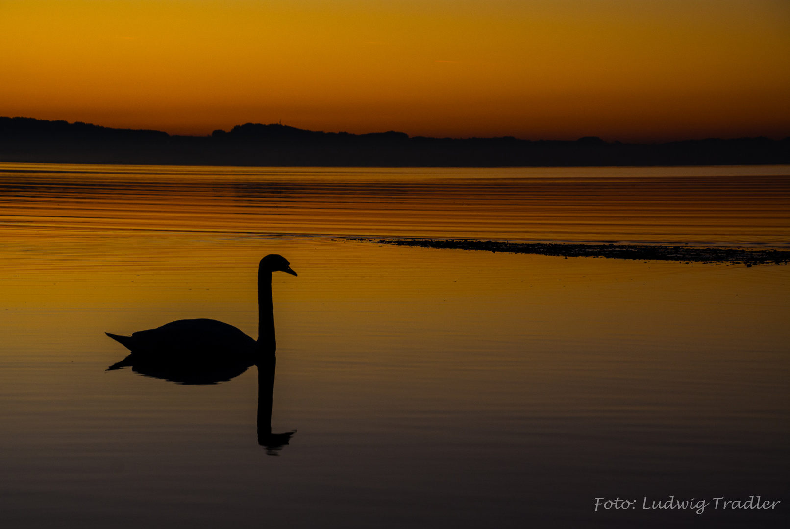 Schwan im goldenen Licht