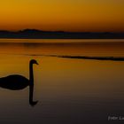 Schwan im goldenen Licht