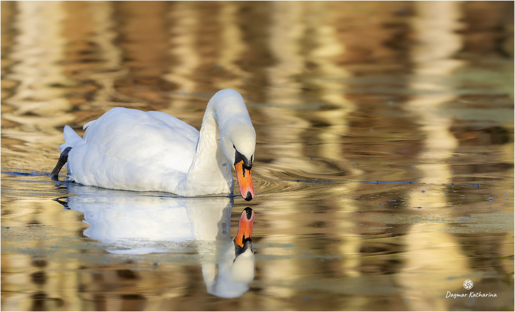 Schwan im goldenen Licht