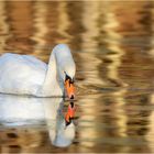 Schwan im goldenen Licht