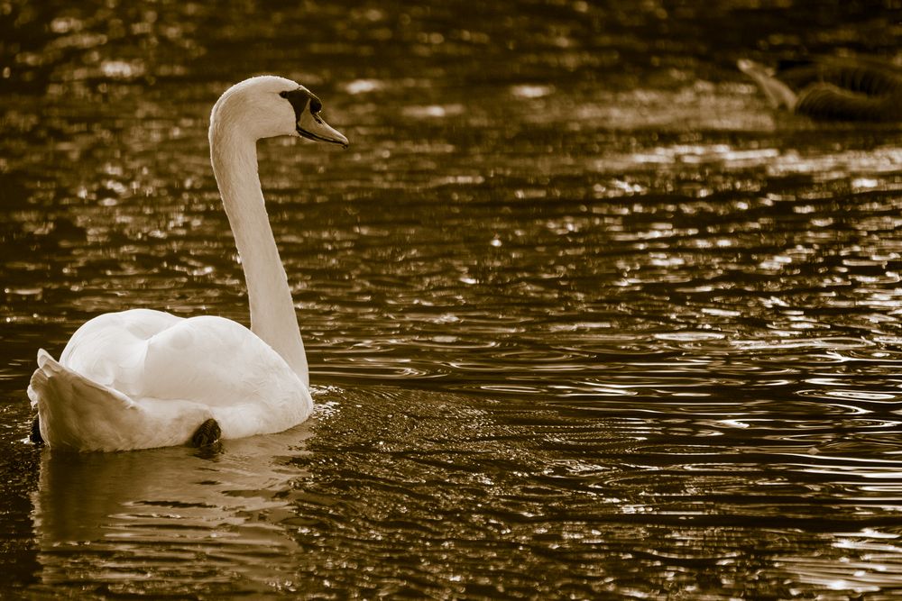 Schwan im goldenen Wasser