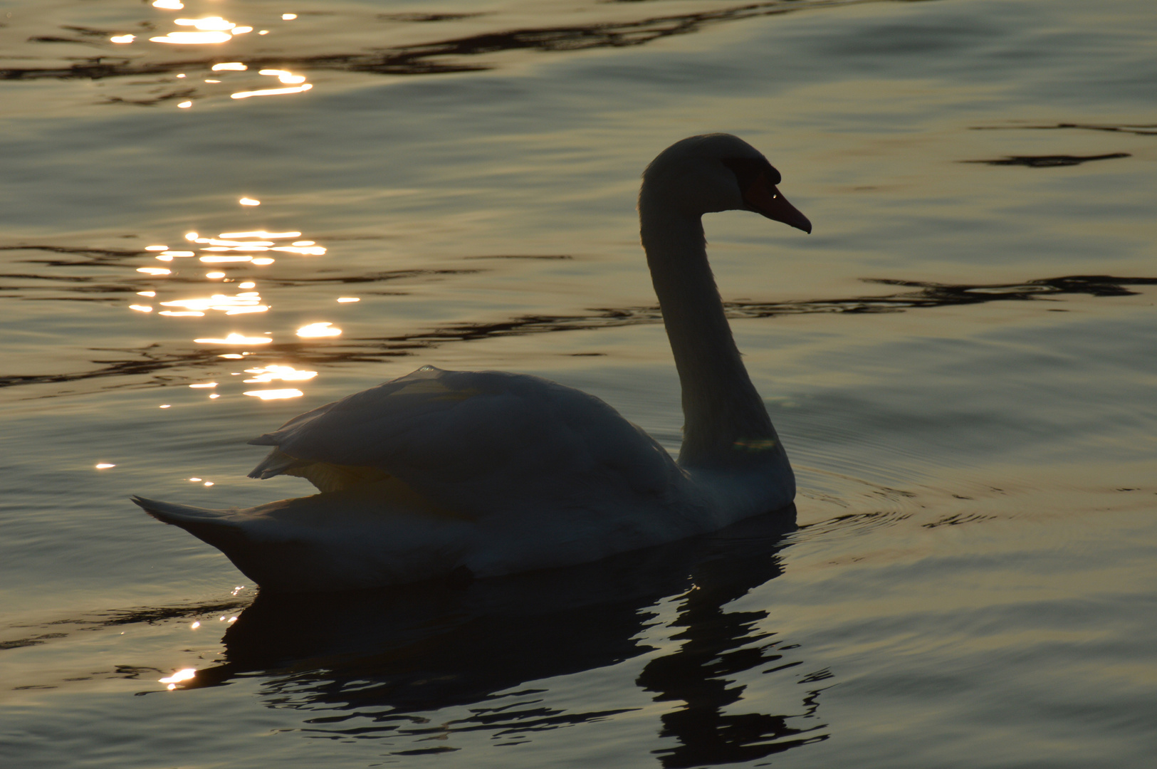 Schwan im Goldwasser