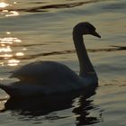 Schwan im Goldwasser