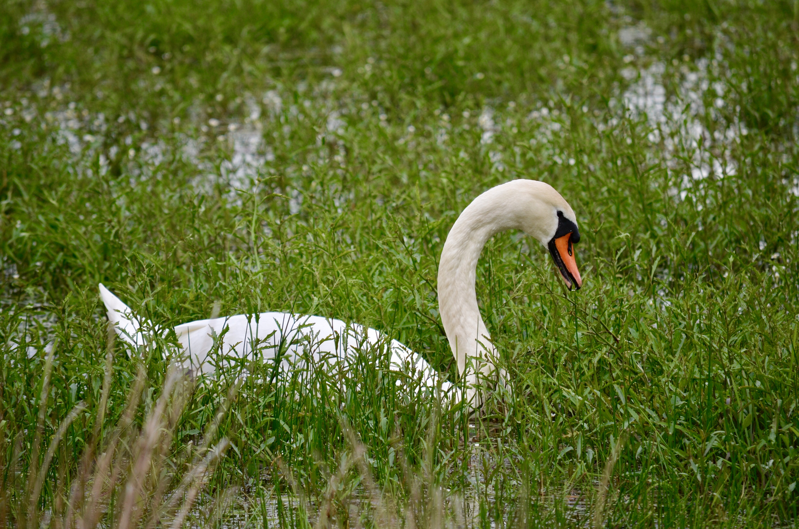 Schwan im Gras