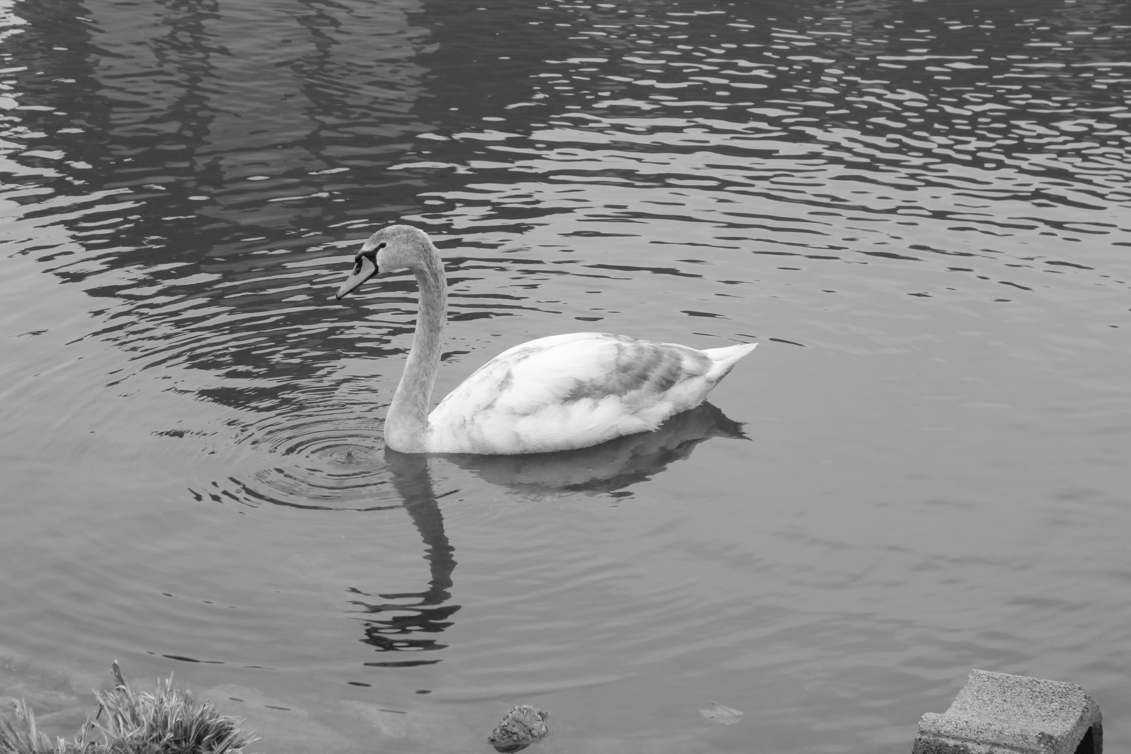 Schwan im grauen Frühjahr