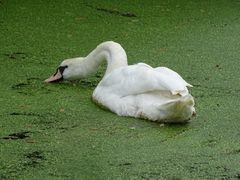 Schwan im Grün