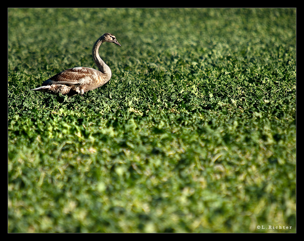 :| ... Schwan im Grünen |: