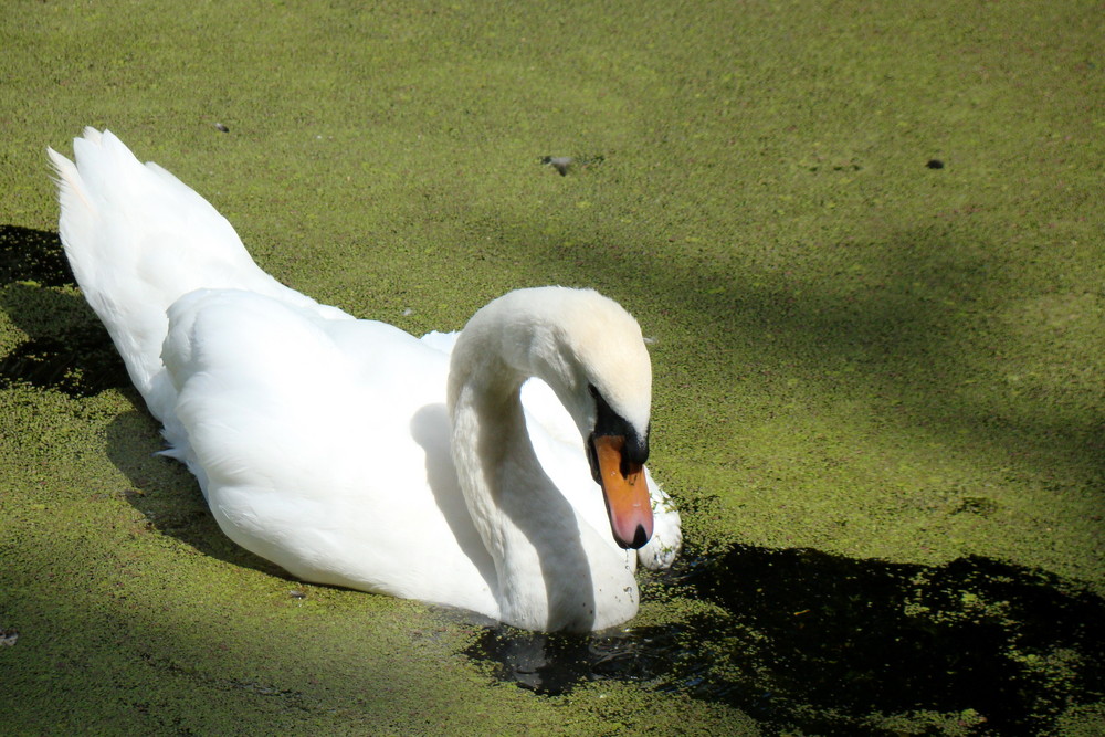 Schwan im Grünen