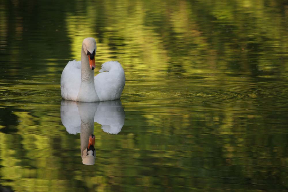 Schwan im Grünen