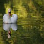 Schwan im Grünen