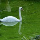  Schwan im grünen Spiegel.