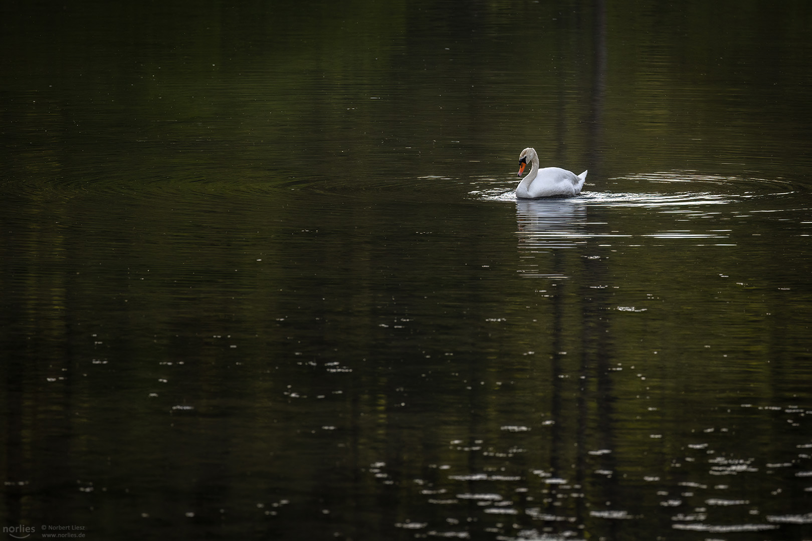 Schwan im grünen Wasser