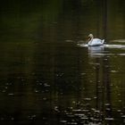 Schwan im grünen Wasser