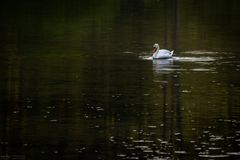 Schwan im grünen Wasser